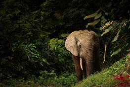 New Endangered and Critically Endangered status for African elephants